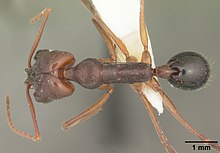 Odontomachus menjadi cahaya meninggalkan casent0104172 dorsal 1.jpg