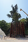 ダム建設に伴い移植された佐賀県天然記念物の「小川内の杉」（2017年、移植1年後）