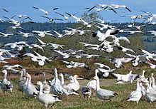 Oies blanches sur la Réserve Nationale de Faune de la Baie de L'Isle-Verte.