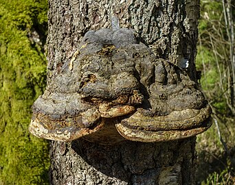 Old tinder fungus on a birch trunk at Myrstigen