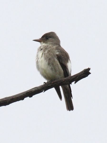 File:Olive-sided Flycatcher.jpg