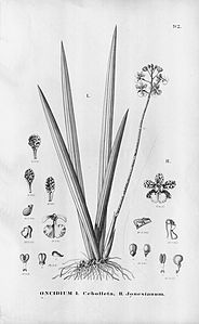 plate 92 Trichocentrum cebolleta (as syn. Oncidium cebolleta), Trichocentrum jonesianum (as syn. Oncidium jonesianum)