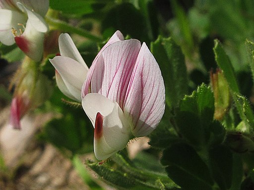 Ononis biflora (13785236075)