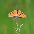 * Nomination Open wing posture of Acraea terpsicore (Linnaeus, 1758) - Tawny Coster --Sandipoutsider 23:59, 28 May 2024 (UTC) * Promotion  Support Good quality. --Plozessor 03:48, 29 May 2024 (UTC)