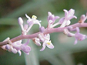 Ophiopogon jaburan2.jpg resminin açıklaması.