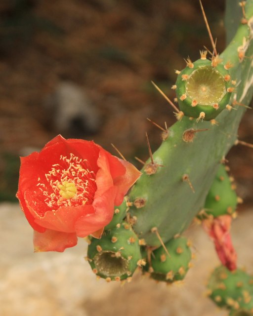 Opuntia elatior