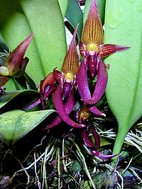 Orchidaceae Bulbophyllum levanae 1.jpg