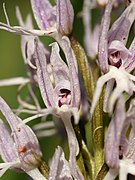 Orchis italica