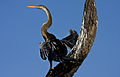 Oriental Darter by N.A. Nazeer