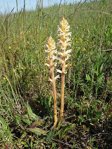 File:Orobanche picridis sl66.jpg