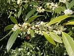 Osmanthus decorus.jpg