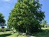 Ostfildern ND Field trees in the Heidenwiesen.jpg