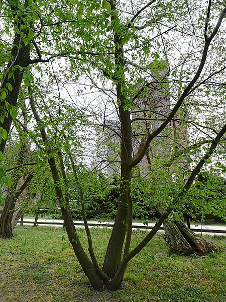 File:Ostrya carpinifolia, chmielograb europejski, Kornik.jpg