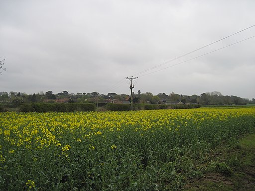 Over crop to Sutton on the Forest - geograph.org.uk - 3110314