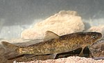 Miniatura para Catostomus fumeiventris