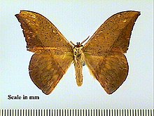 Oxytenis Modetia.jpg