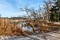 English: Willow and reed beds Deutsch: Weide und Schilfgürtel