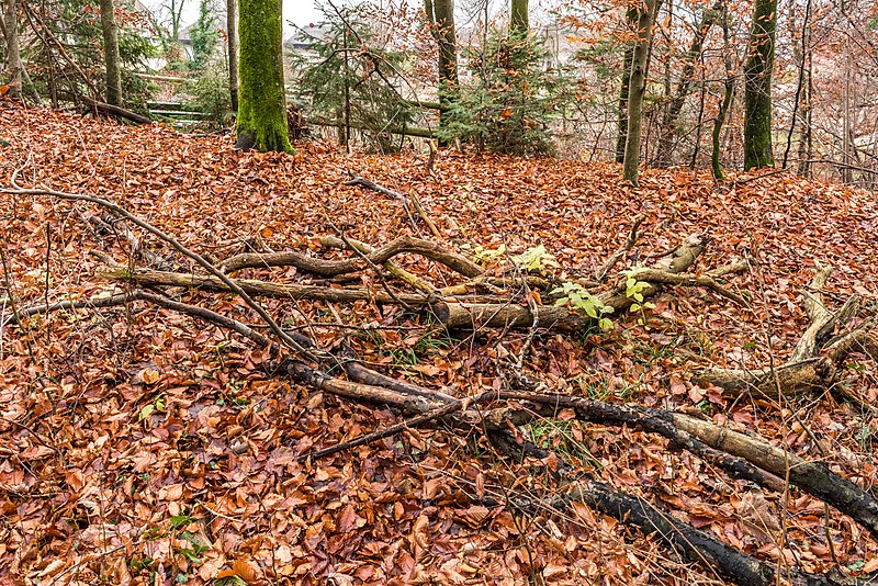 File:Pörtschach Leonstein Gloriettenweg Reisig 28112019 7595.jpg