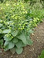 P1000513 Nicotiana rustica (Aztec tobacco, wild tobacco) (Solanaceae) Plant.JPG