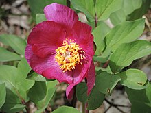 PAEONIA MASCULA. (2).JPG