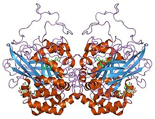 <span class="mw-page-title-main">Catalase</span> Enzyme decomposing hydrogen peroxide