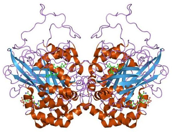 Catalase