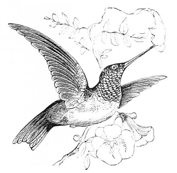File:PSM V05 D292 Ruby throated hummingbird.jpg