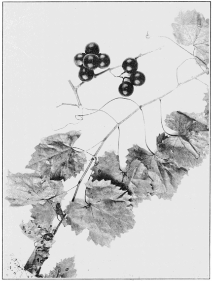 PSM V82 D352 Vitis rotundifolia southern fox grape.png