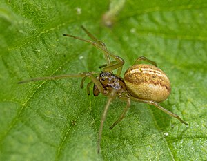 Great pachyderm spider (Pachygnatha clercki), female