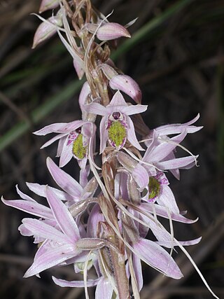 <i>Pachystoma pubescens</i> Species of plant