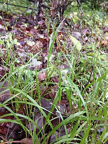 Panicum flexile.jpg