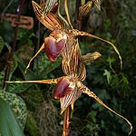 Paphiopedilum rothschildianum Orchi 108. jpg