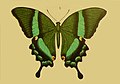 Papilio daedalus illustré par Rogenhofer.