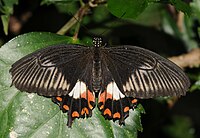 Papilionidae.