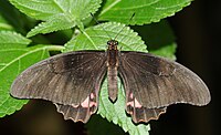 Papilionidae.