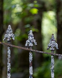 Parmeliaceae on a metal gate , Parque Terra Nostra, Furnas, São Miguel Island, Azores, Portugal