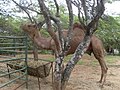 Parque Zoológico y Botánico Bararida