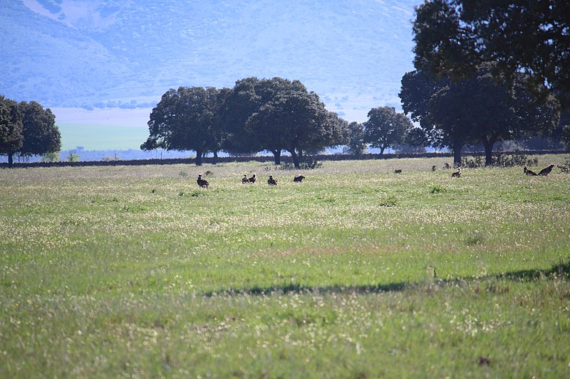 File:Parque nacional de Cabañeros 66.jpg