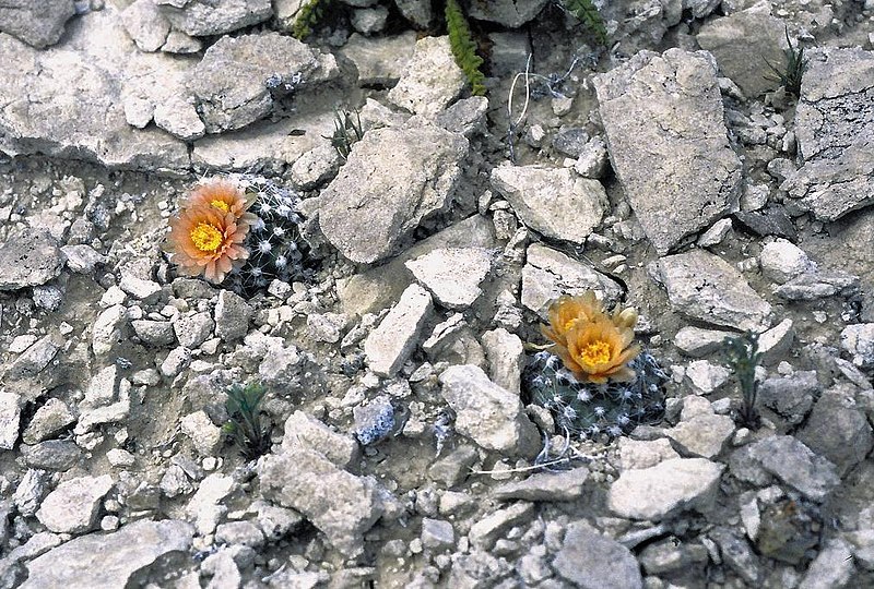 File:Pediocactus bradyi ssp winklerorum fh 070 UT A.jpg