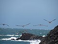 Pelicans fly over Tennessee Cove