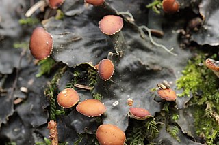 <i>Peltigera horizontalis</i> Species of lichen in the family Peltigeraceae