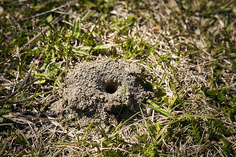 File:PermaLiv Jordveps-hull på Stabburstunet 29-05-20.jpg