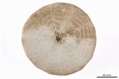 File:Peronella hinemoae - ECH-000161 hab-ven.tif (Category:Echinodermata in the Natural History Museum of Denmark)