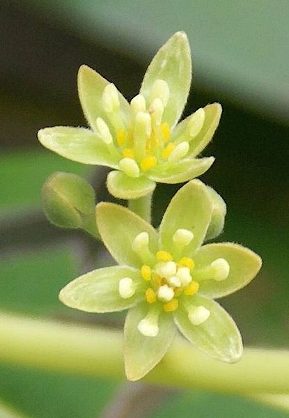 File:Persea americana flowers-2.jpg