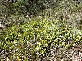 P. procumbens in Cathedral Rock National Park Persoonia procumbens habit.jpg