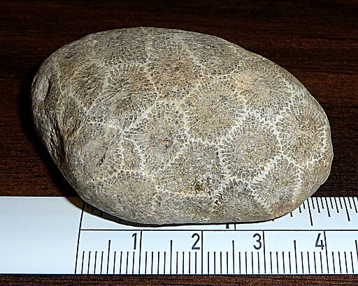 Petoskey stone unpolished with cm scale