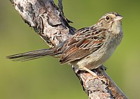 Bachman's sparrow