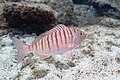 * Nomination Sand steenbras (Lithognathus mormyrus), Teno-Rasca marine strip, Tenerife, Spain --Poco a poco 10:30, 6 June 2022 (UTC) * Promotion  Support Good quality. --Steindy 15:36, 6 June 2022 (UTC)