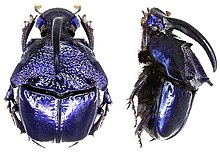 Phanaeus quadridens quadridens Say, самец 1835 г. (3748801891) .jpg