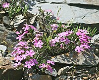 Phlox grayi